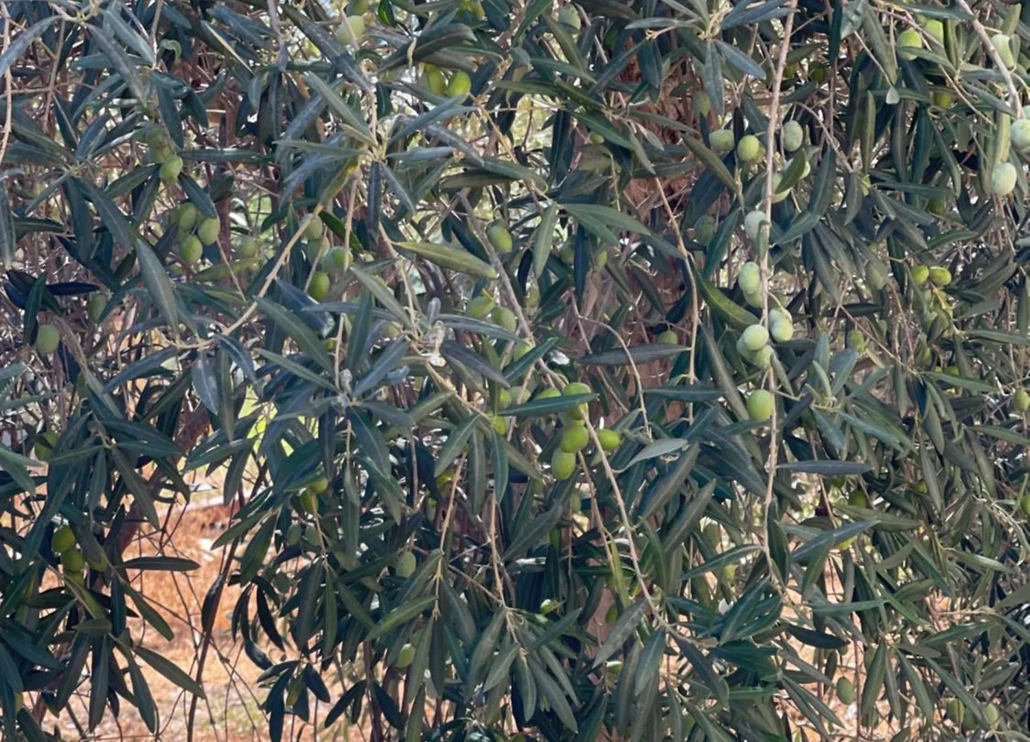 Vila Le Casette Di Campagna Campofelice Di Roccella Itálie